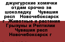 джунгурские хомячки.отдам срочно за шоколадку. - Чувашия респ., Новочебоксарск г. Животные и растения » Грызуны и Рептилии   . Чувашия респ.,Новочебоксарск г.